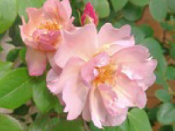 我が家のバラさんたち2026 プレお披露目