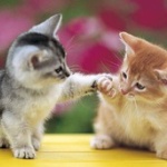 猫を殺しただけで逮捕って厳しすぎね？　蚊やハエを殺しても逮捕されないだろ？