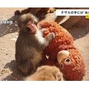 育児放棄された子ザル「パンチ君」とぬいぐるみの物語