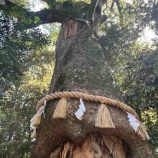 『【松阪市殿町】商人の町として栄えた松阪の名所巡り③松阪神社 1000年以上の歴史を持つ、松阪の総鎮守』の画像