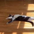 近所のネコが毎日うちにきて、昼寝して帰っていくんだが…