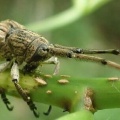 観察の森で見つけた生き物！７月13日