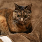 ねことアパートと1人暮らし～とらやんとおらと～