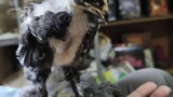 鳥を卵から育てたらなんか強そうになった（※画像あり）