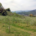 ◆どこかに行きたい～、りんごの花が咲いている