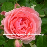 『今年はたくさん咲きそう♪』の画像