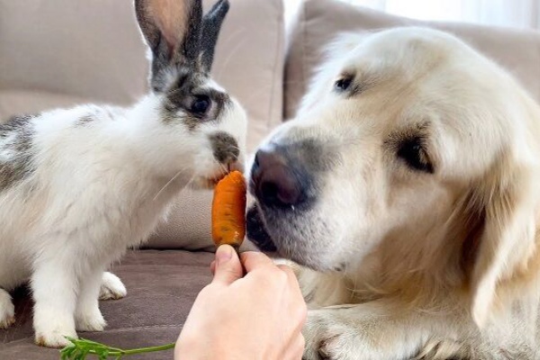 うのくらし うさいぬ