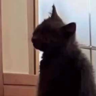 猫の動画 ねこわん！