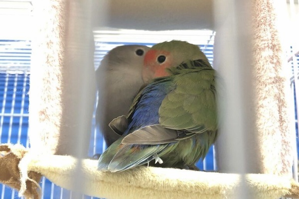 小動物専門店nature S ペッツワンカインズ福岡新宮店