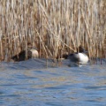 令和6(2024)年3月31日の鳥さん Vol.1　谷津干潟で野鳥の観察･撮影 水鳥多し!!カモはハシビロガモばかり!!桜の花の蜜を吸うメジロも現る!!