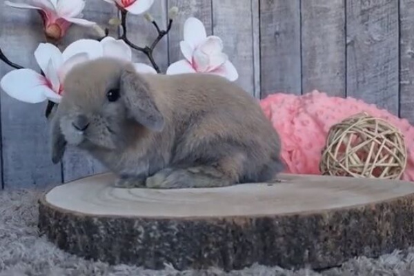 うのくらし ミニロップ