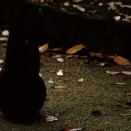 ネコの左目（シャープ）