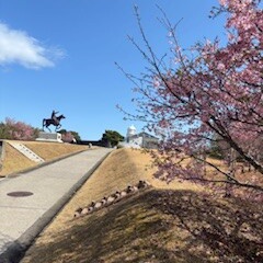 河津桜とFaro。