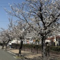 桜　長瀬川 2026