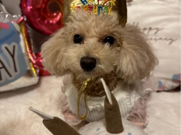 シンデレラのお誕生日🎂おめでとう🎉