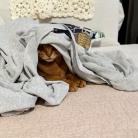 カーディガンの中の住人
