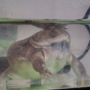 ウチのバジェットガエル達🐸