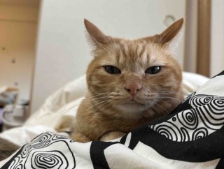 13歳なのに「3歳？」と聞かれる美魔女猫。シータさん、帰国してさらに覚醒しました