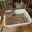 茶々またまた。