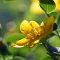 花と昆虫・花と人