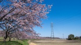 いい天気だから桜を見に行ってきた（※画像あり）