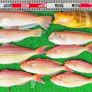 2026年4月12日　釣果