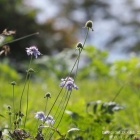 『投稿：36ED＆P25による秋の花と虫&星ナビ11月号　2024/10/05』の画像