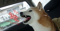 シニア犬、絶叫しながらのサロン行き…