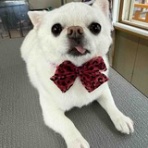 ぱっぽとにゃんの仲良しブログ♡♡♡