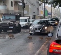 ブラジルが時間にルーズな理由の1つはカピバラ天国だから…かも