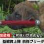 【これは酷い】熊本県でピットブル含む6頭の犬逃げ出す → 警察が飼い主に注意するも逆ギレしてパトカーを殴り逮捕
