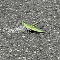 【相模原２りんかん】でかいバッタ遭遇記