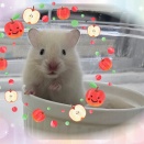 食器にinシリーズ