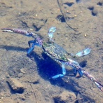 大繁殖した外来種のカニ駆除のために15万匹のタコがイタリアの海に投入される