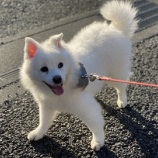 『ふうかちゃん シャンプーしてもらいました』の画像