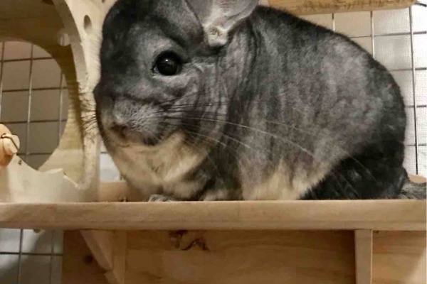 ちんちら中心生活 一人暮らし女の嗜み チンチラ