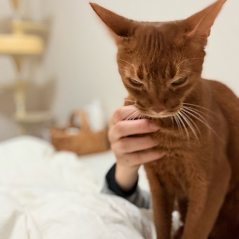 曲芸ひめちゃんに顔に乗られて起きる朝…
