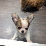 岐阜県 ペットショップワンラブ イオンモール土岐店スタッフブログ