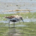 2026年5月13日の野鳥公園