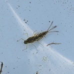 梓川の生き物たち