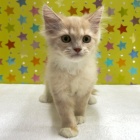 『	 新しいねこちゃんの紹介です😸』の画像