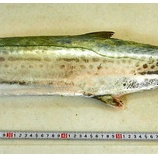 『国東の食環境（93）・第6回目の「国東お魚便」』の画像