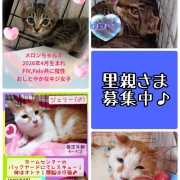 昨日は秘密結社ねこのひげ譲渡会♪