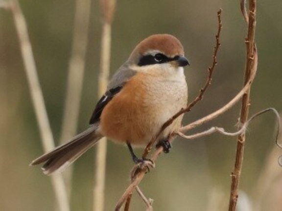 2026年1月7日の野鳥公園