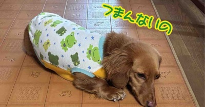 パパ不調。んでもって喧嘩。