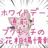 『【ホワイトデー】直前!プクモッチのお花相場情報。3/13』の画像
