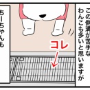 ワンちゃんが側溝を怖がる理由｜ちーちゃんが「ここ渡れない…」となった本当のワケ