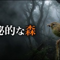 【県民の森】濃霧で大苦戦…それでも最後にミソサザイに出会えた！