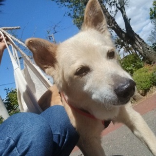コン太里親会ブログ