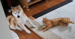 安眠妨害猫！